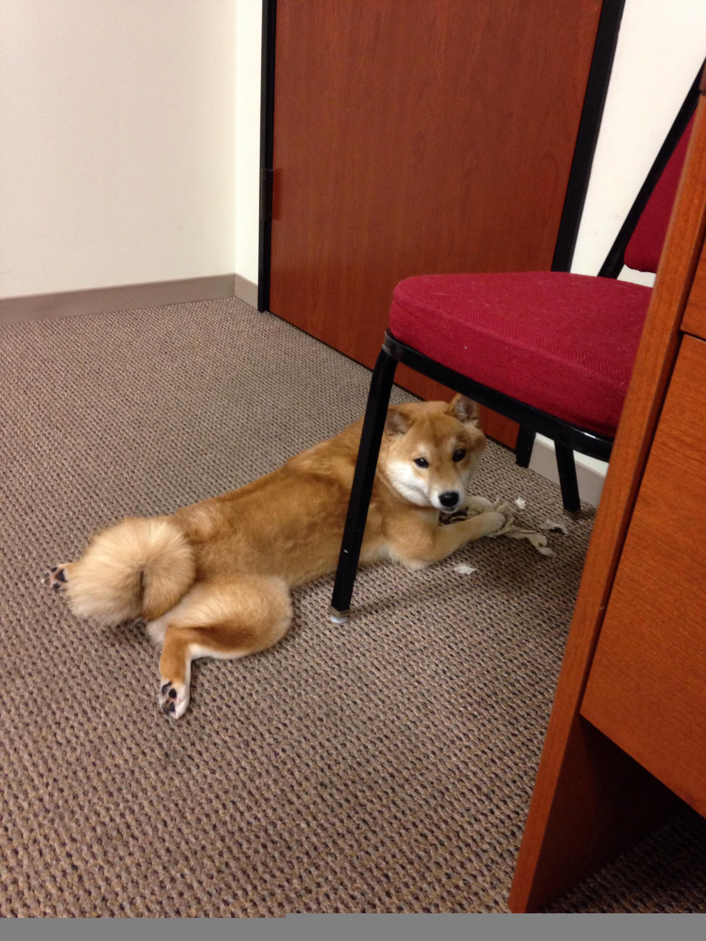 钢铁森林与长白飞雪，当活塞法则锁死东北虎