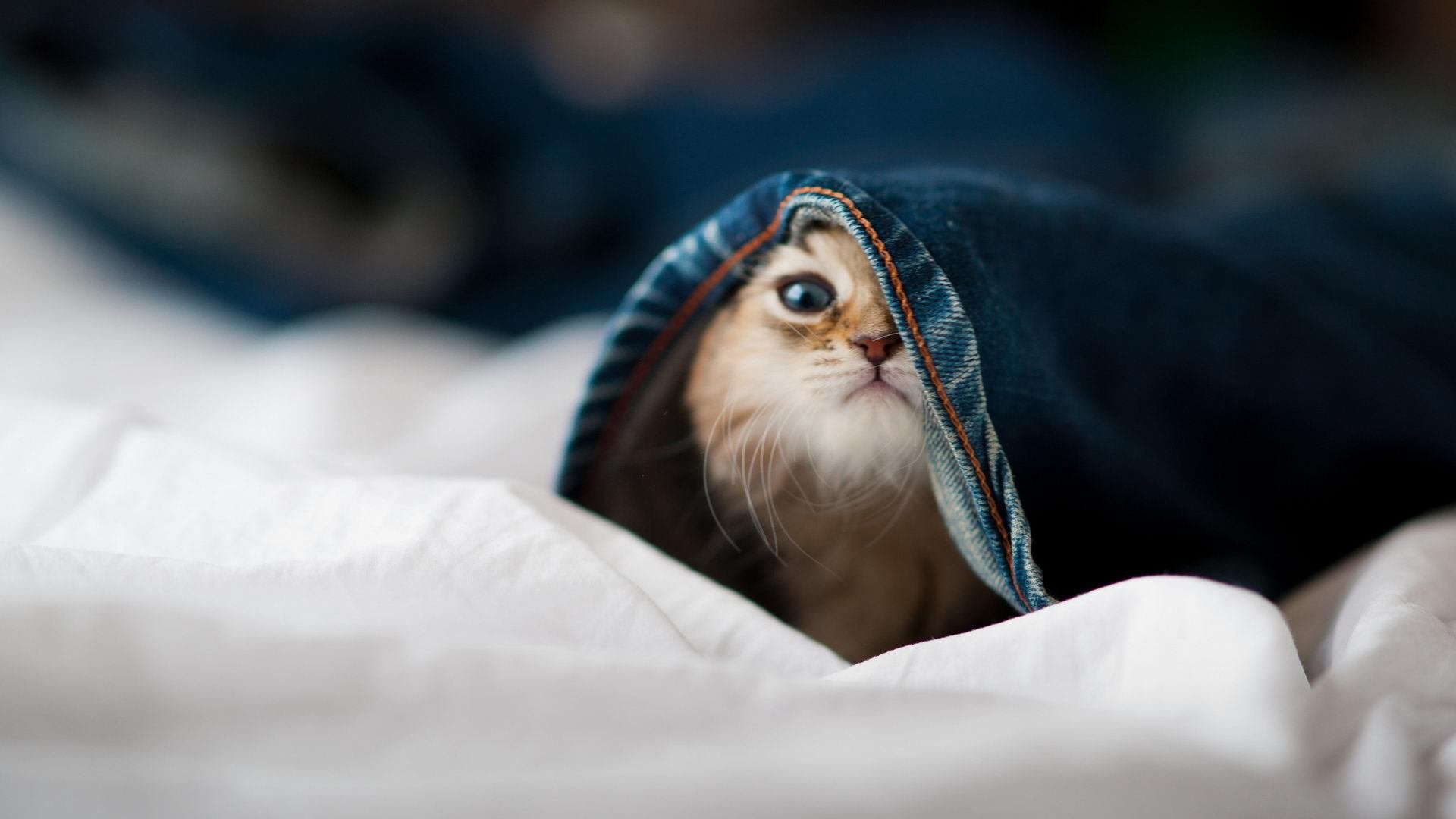 开云体育官方网站-铁血红军化身欧战终结者，利物浦的强行终结术如何为英超争冠注入强心剂