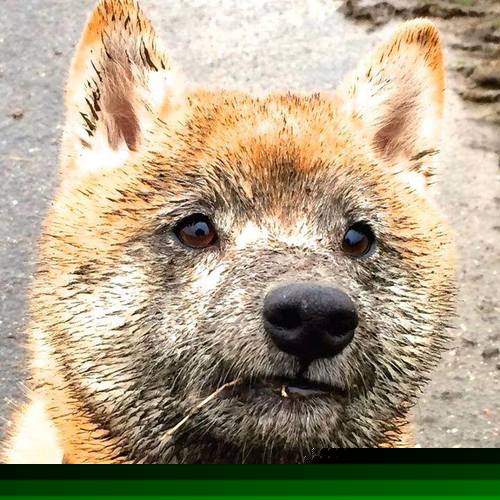 杜兰特单骑闯关，当三叉戟掌控胜负，篮球场上演欧冠级绞杀