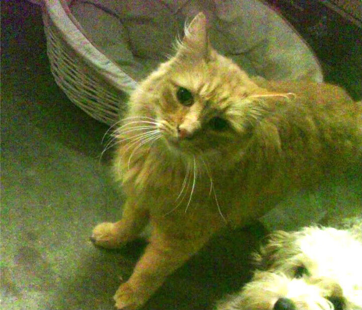 雄鹿单节狂飙拉开勇士，浓眉关键先生定乾坤