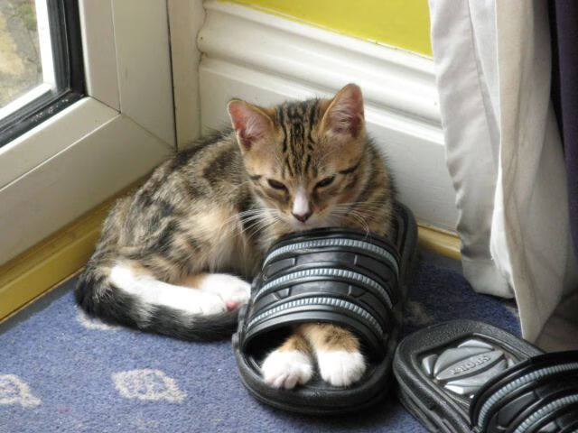 F1年度争冠之夜，当终极猎食者露出獠牙，对手的沉默震耳欲聋