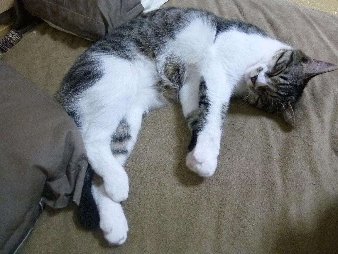 东决关键战之夜，加克波连续得分拉开差距