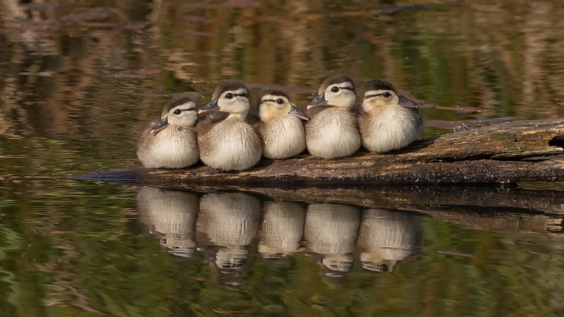 关键先生迪亚斯力挽狂澜,芬兰战术铁壁,难阻突尼斯利刃出鞘