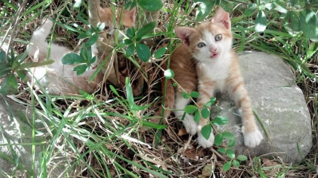 恩比德，当帝王亲征丹佛高原，舞台越大越强