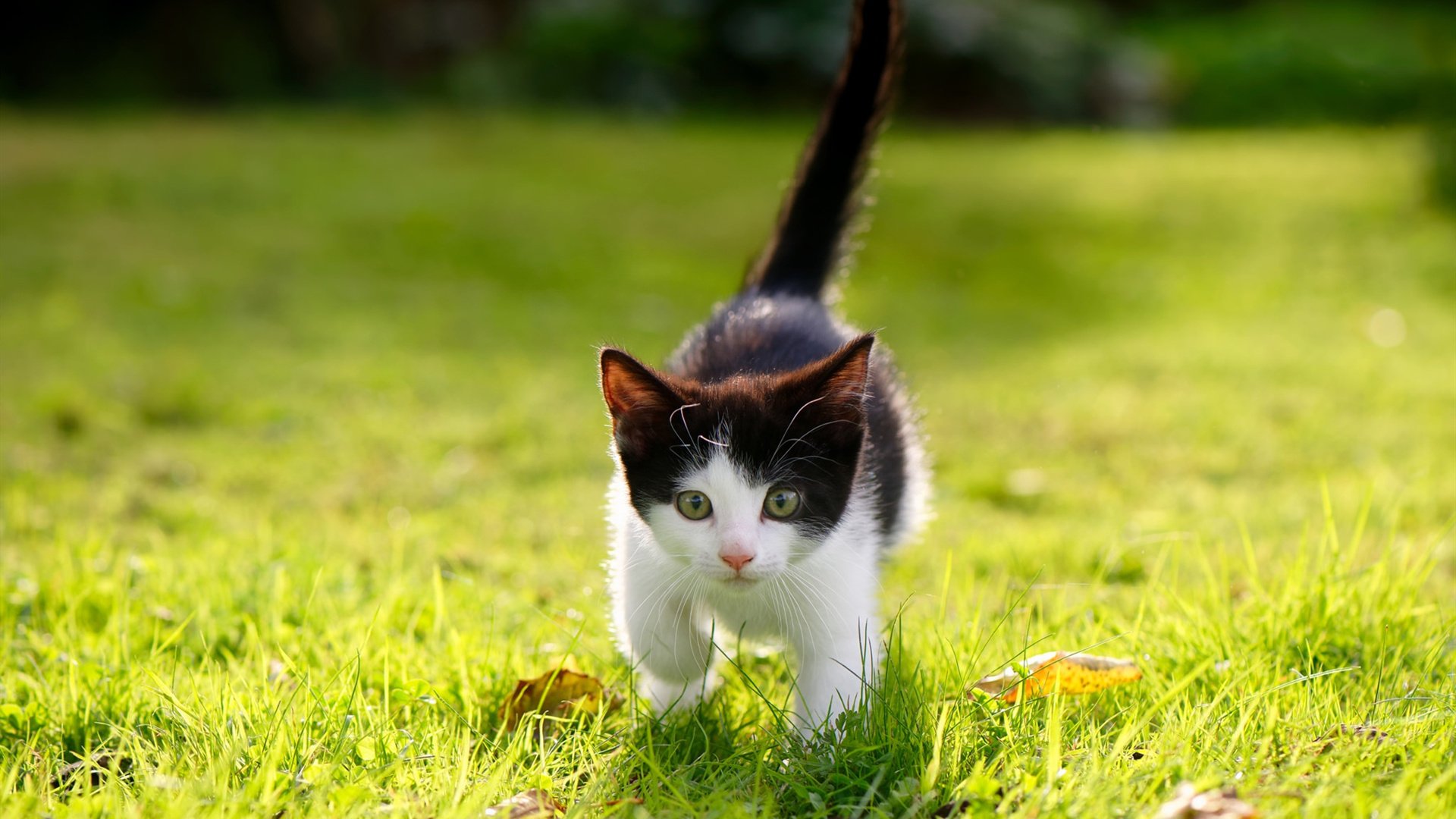 虚拟战场，真实传奇，当贝林厄姆绝杀改写皇家社会命运