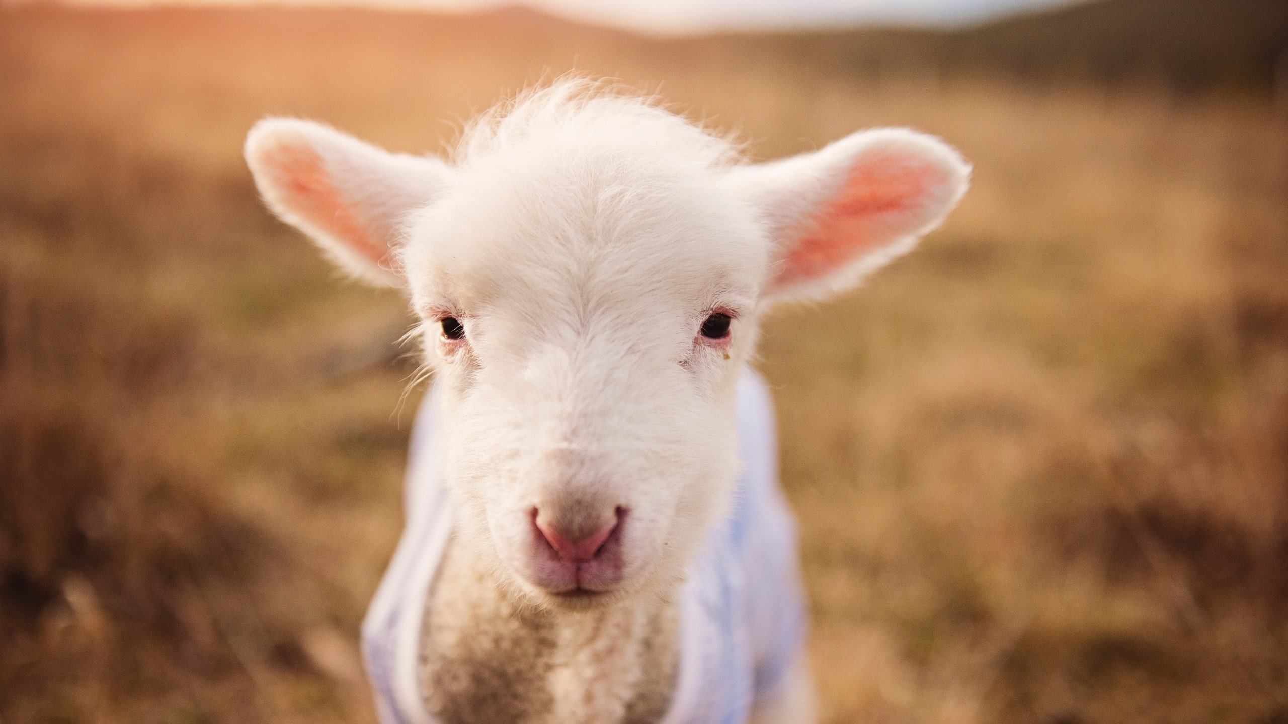 卢卡库之夜！2026世界杯巨塔冲垮防线，无人可挡的进攻狂潮