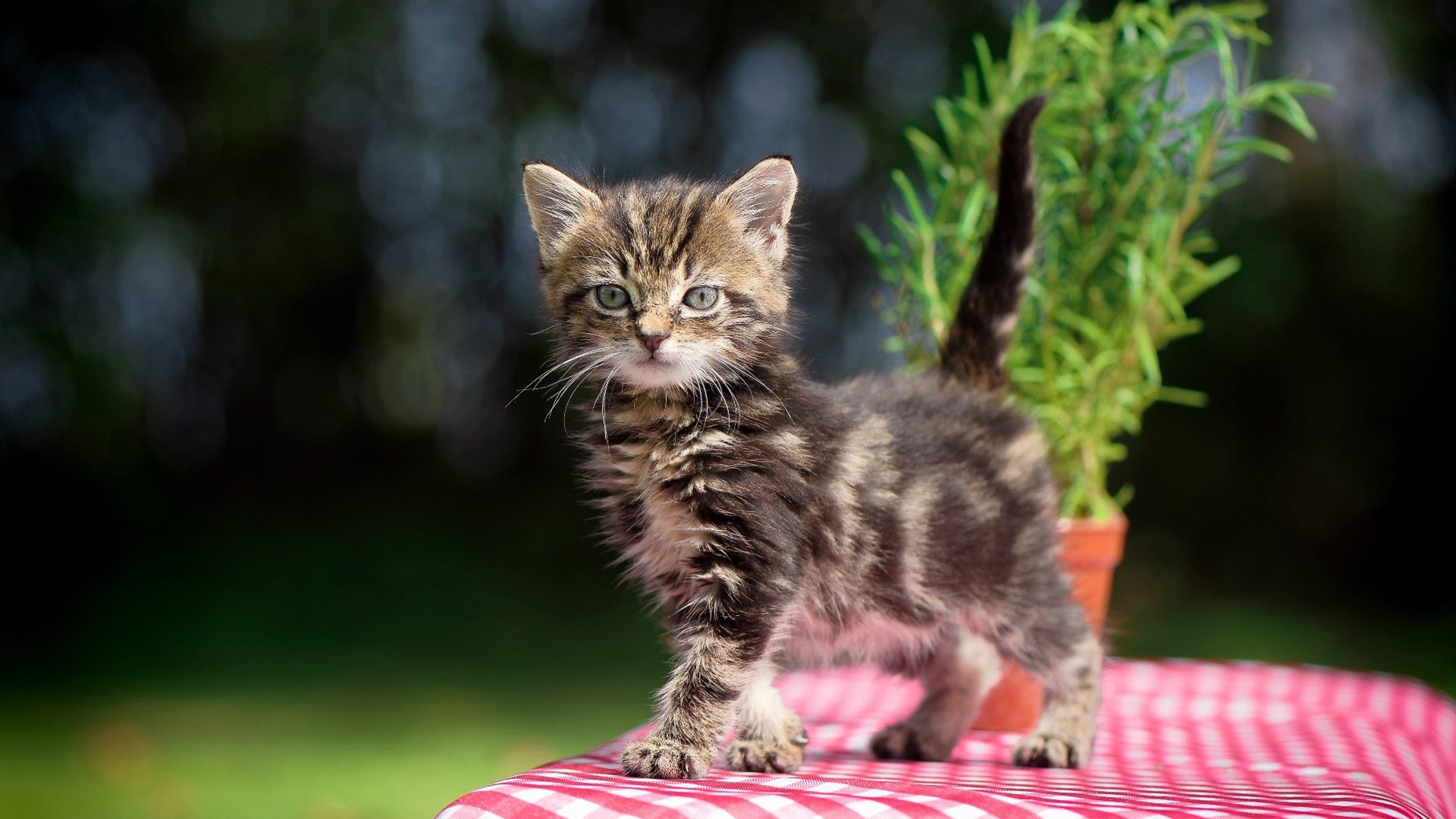 跨越竞技场，拉齐奥的团队火力与巴雷拉的赛道艺术