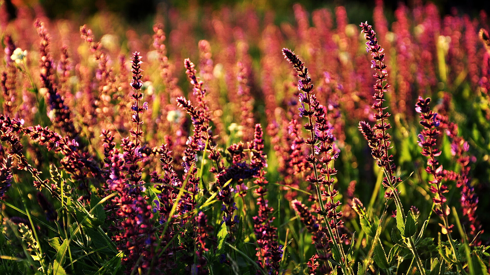 生死战！勒沃库森险胜雷恩，魔术师克瓦拉茨赫利亚成关键先生